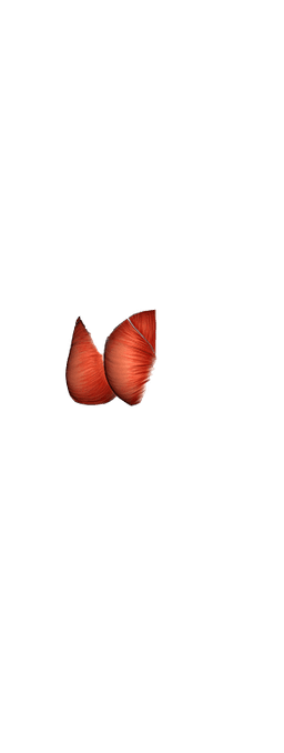 glutes Muscles