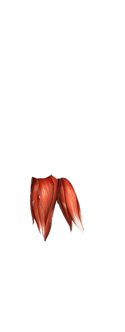 legs Muscles