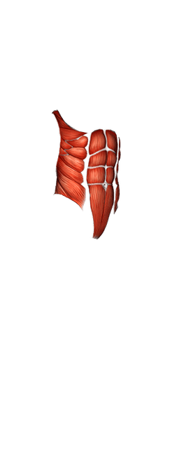 core Muscles