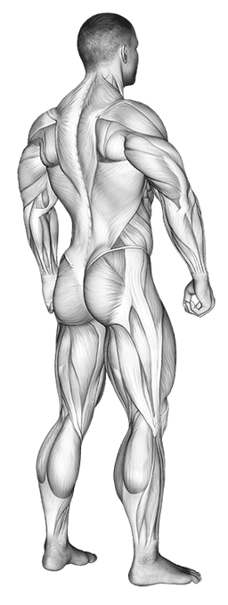Full Body