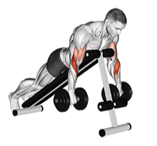 Illustration of Reverse Spider Curl (Dumbbell) exercise