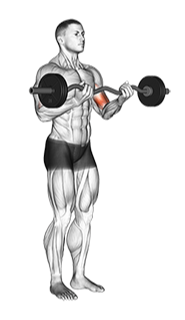 Illustration of Bicep Curl (EZ Bar) exercise