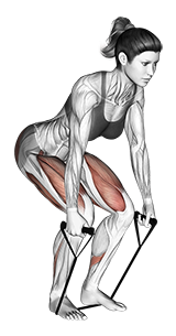 Illustration of Deadlift (Band) exercise