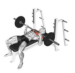 Bench Press (Barbell)