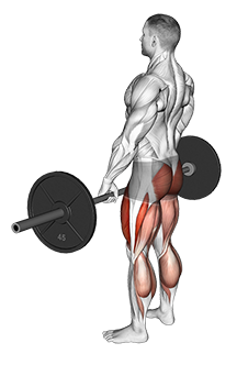 Deadlift (Barbell)