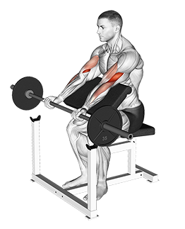 Illustration of Preacher Curl (Barbell) exercise