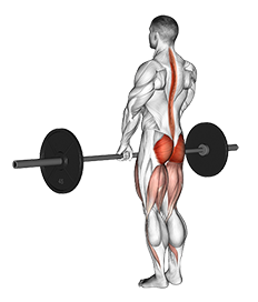 Romanian Deadlift (Barbell)