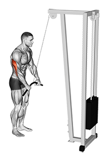 Illustration of Triceps Pushdown (Cable - Straight Bar) exercise