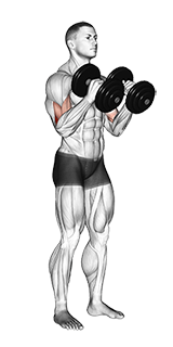 Illustration of Hammer Curl (Dumbbell) exercise