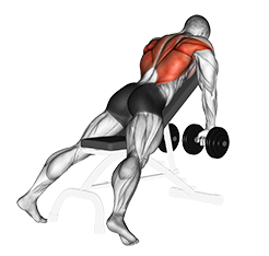 Illustration of Incline Row (Dumbbell) exercise