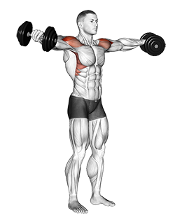 Illustration of Side Lateral Raise (Dumbbell) exercise