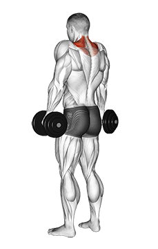 Illustration of Shrug (Dumbbell) exercise