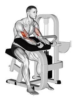 Illustration of Preacher Curl (Machine) exercise