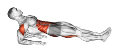 Illustration of Reverse plank exercise
