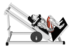 Illustration of Hack Suqat (Sled) exercise