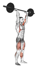 Illustration of Push Press (Barbell) exercise